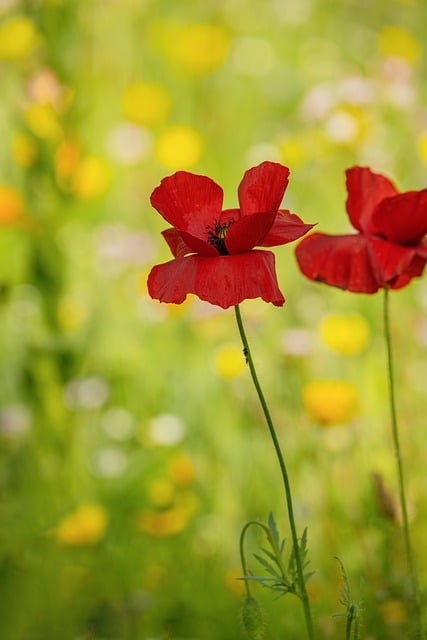 Poppy Flower Red