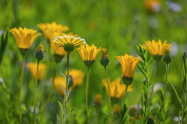 Flowers Yellow Nature Spring