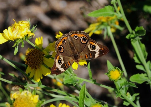 Butterfly Nature Flower Pollination
