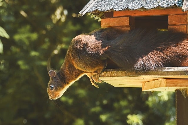 Squirrel Feeder Tree Animal Forest