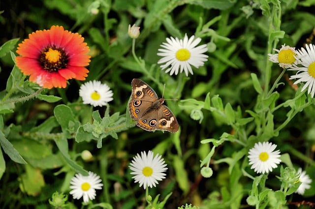 Butterfly Nature Insect Flower