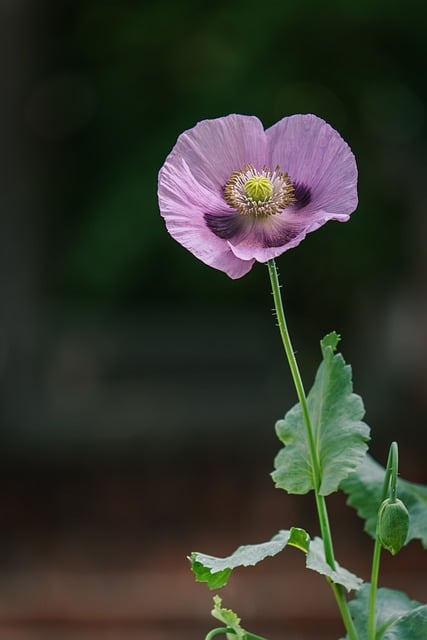 Flower Poppy Purple Closeup