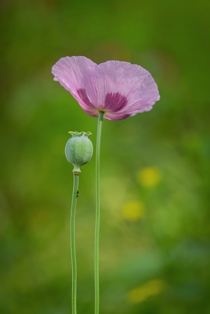 Poppy Flower Nature Green Purple
