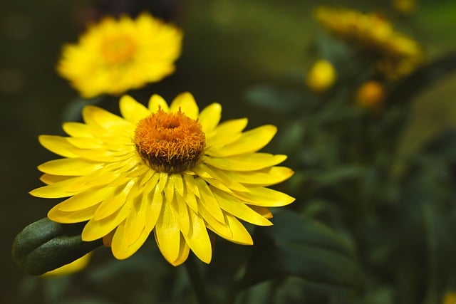Flower Yellow Nature Macro Garden