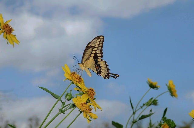 Butterfly Flower Nature Sky Summer