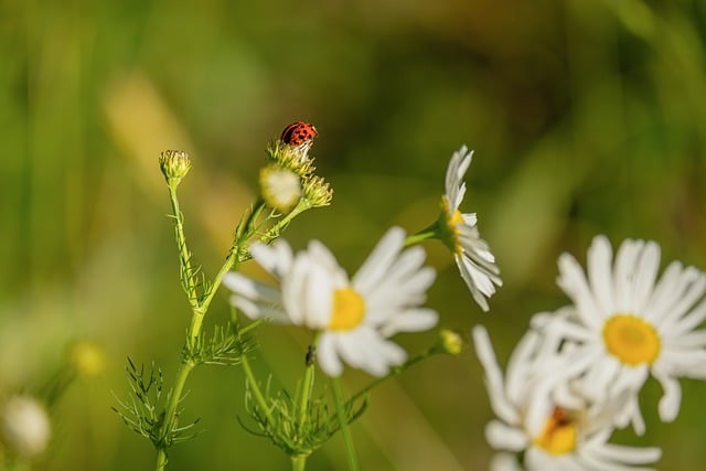 Ladybug Daisy Flowers Nature Macro