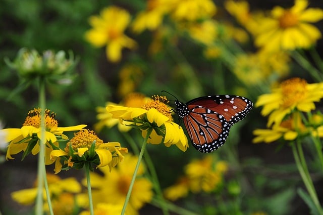 Butterfly Colorful Insect Nature