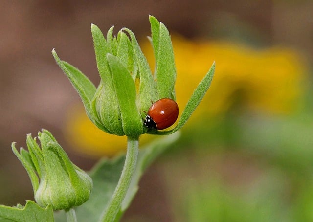Ladybug Beetle Flower Red Nature