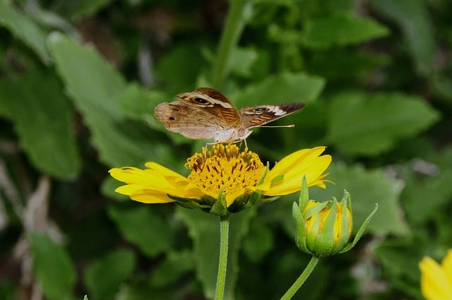 Butterfly Nature Flower Pollination