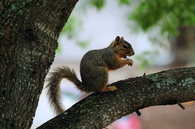 Squirrel Animal Nature Rodent