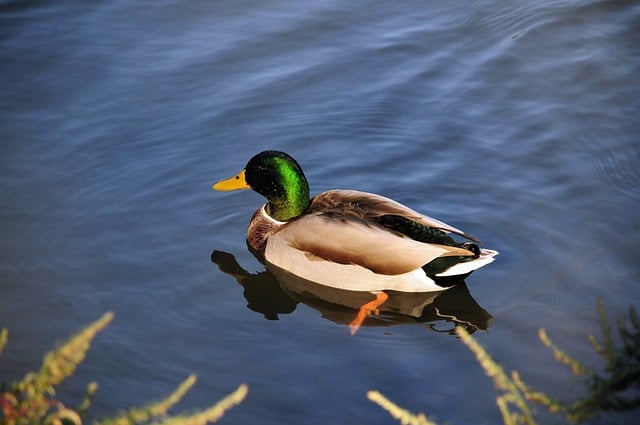 Duck Nature Feathers Beak