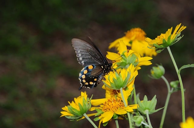 Butterfly Nature Insect Wings