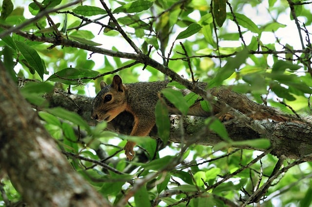 Squirrel Nature Animal Rodent