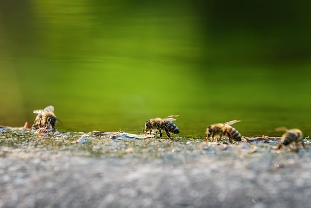 Bee Pollination Insect Nature