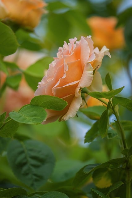 Rose Flower Orange Nature Petals