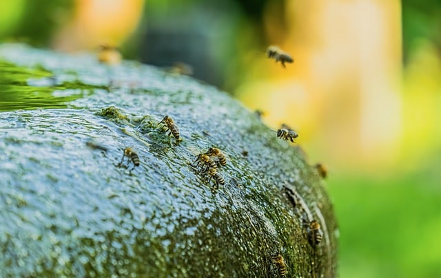 Bee Flight Nature Pollination