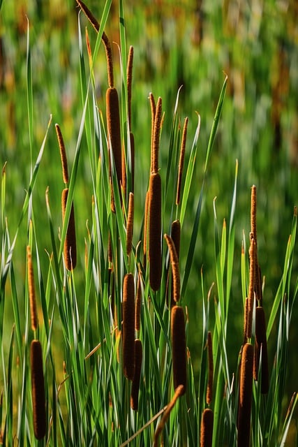 Cattails Nature Wetland Ecosystem