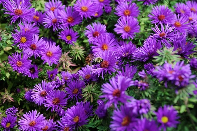 Bee Insect Flower Bumblebee Garden