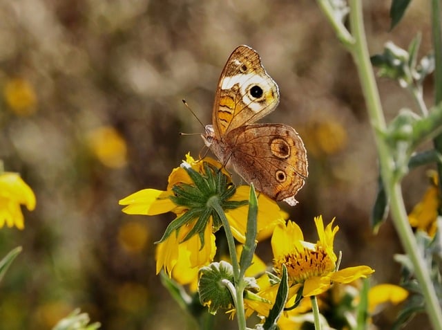 Butterfly Nature Insect Pollination