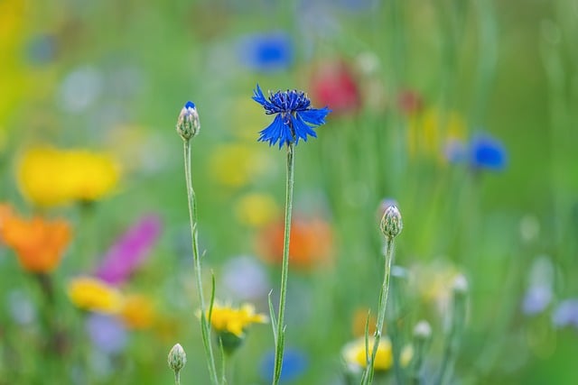 Blue Flower Wildflowers