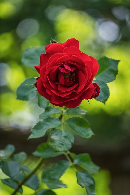 Rose Flower Red Nature Leaves