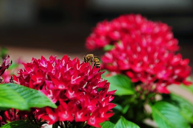 Bee Flower Nature Pollination