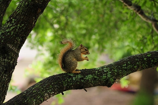 Squirrel Nature Animal Rodent