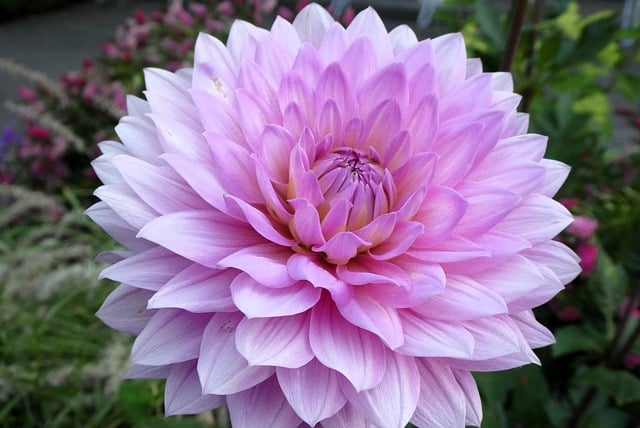 Dahlia Flower Pink Garden Detail