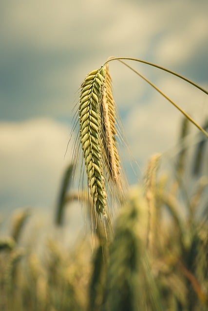 Wheat Grain Harvest Agriculture
