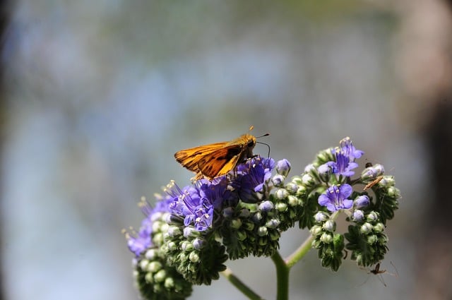 Butterfly Nature Flower Pollination