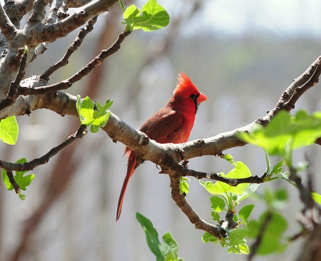 Cardinal Nature Bird Wildlife
