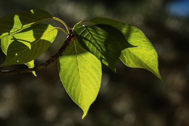 Leaves Greenery Twig Sunlight