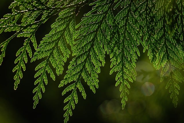 Green Leaves Macro Nature Beauty