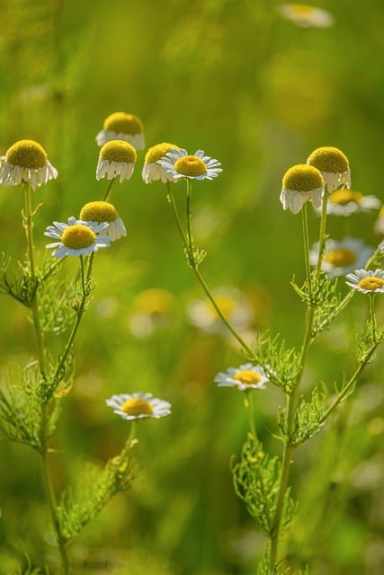 Daisies Flowers Herb Nature