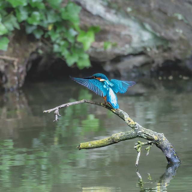 Kingfisher Bird Wings Animal