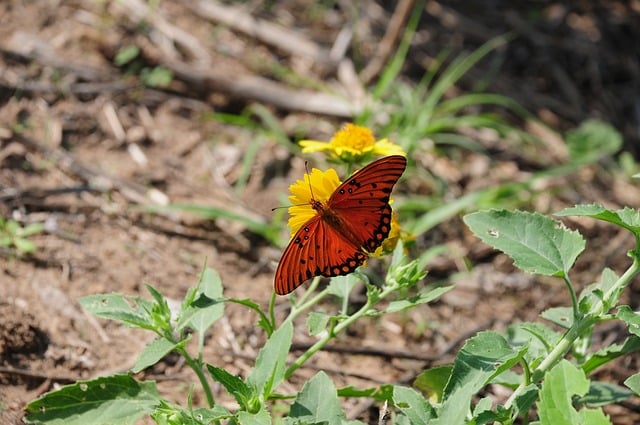 Butterfly Nature Insect Wings