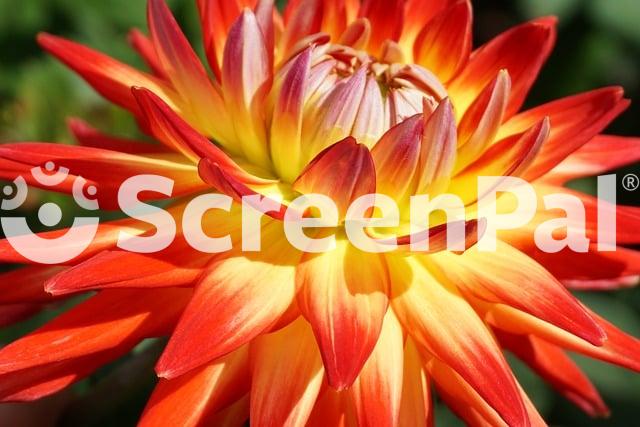 Dahlia Flower Nature Garden Love