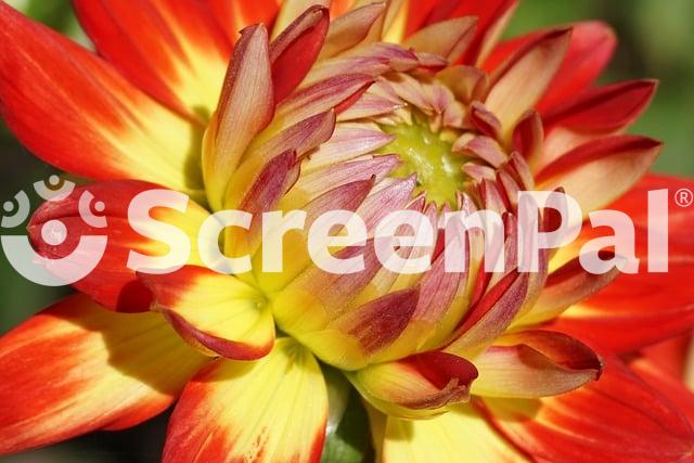 Dahlia Flower Nature Garden Summer