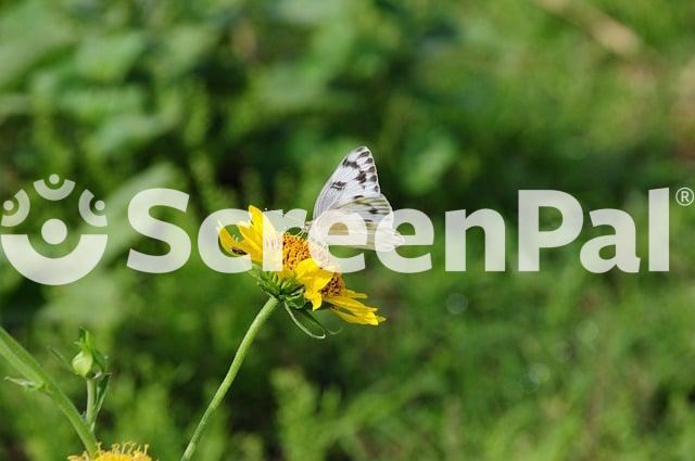 Butterfly Nature Flower Insect