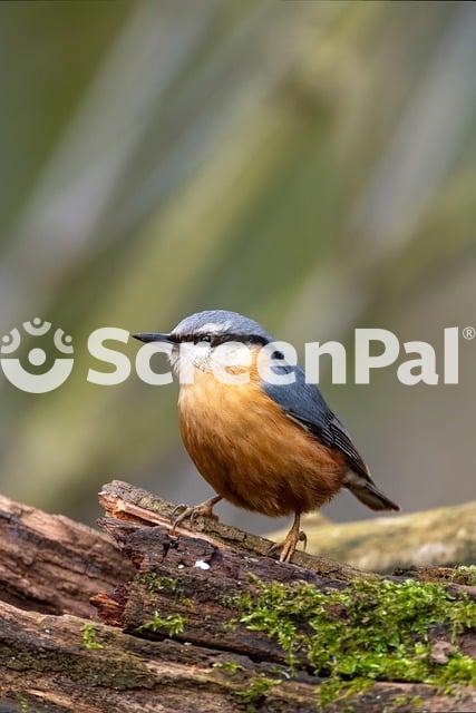 Bird Nuthatch Nature Wildlife