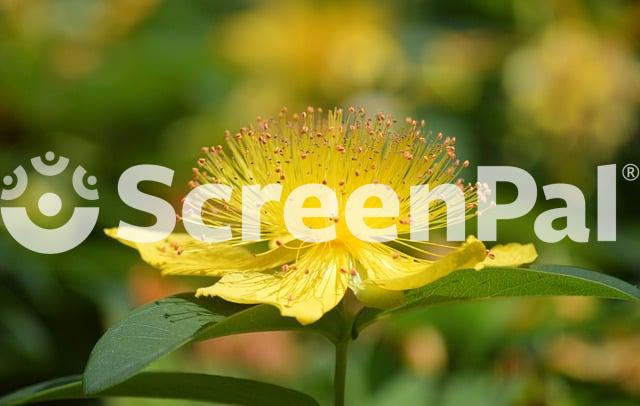 Hypericum Calycinum Flower