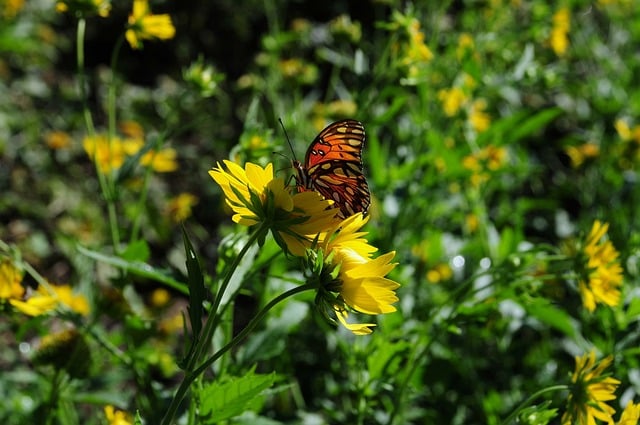 Butterfly Nature Insect Wings