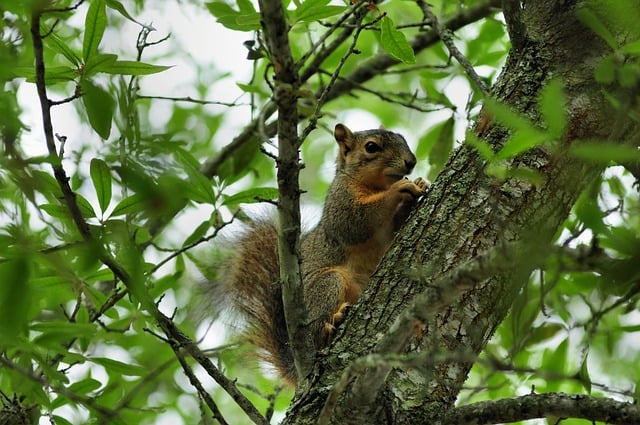 Squirrel Nature Wildlife Animal