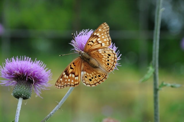 Butterfly Nature Insect Wings
