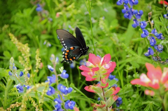Butterfly Nature Insect Wings