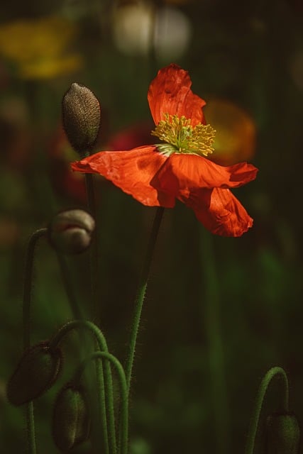 Flower Poppy Red Close Up