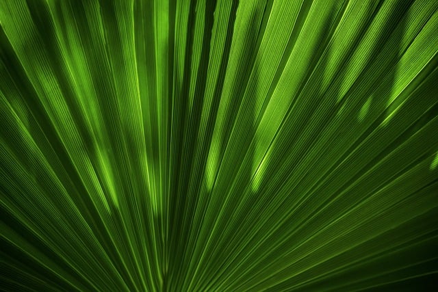 Leaf Macro Texture Green Fiber