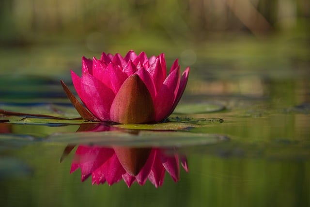 Water Lily Flower Pink Leaf Nature
