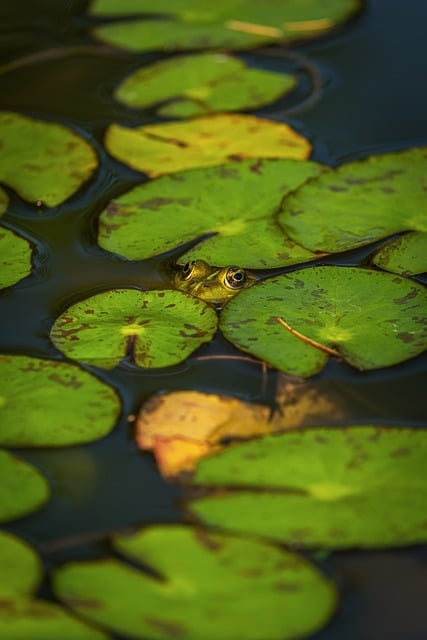 Frog Water Lily Pond Green Leaf