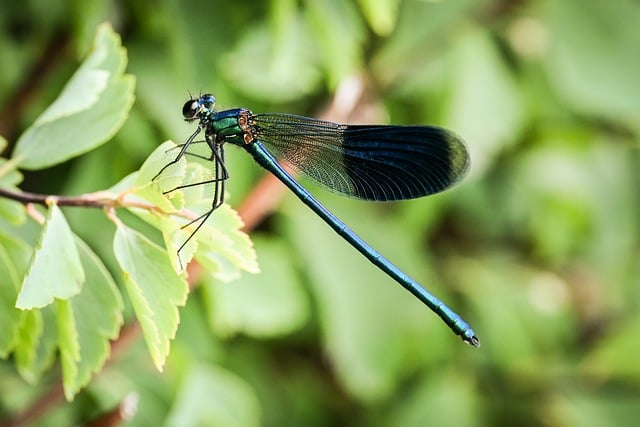 Dragonfly Macro Nature Leaf Green